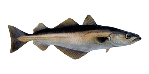 Pollack Fish