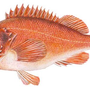 Redfish – Sebastes Marinus