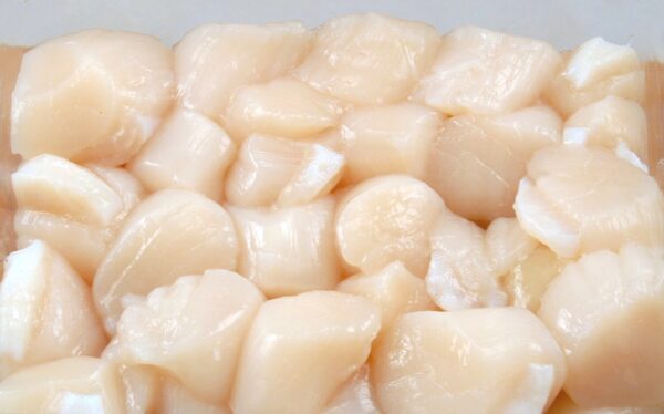 Scallop Meat